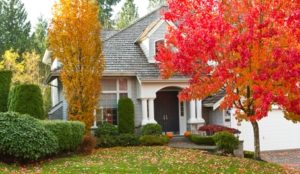 Beautiful greenery around the house