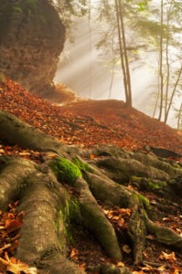 Roots of tree in the forest